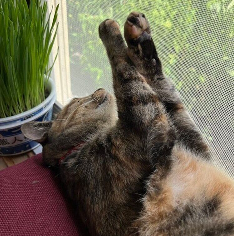 窓辺に寝転がるメルモちゃん