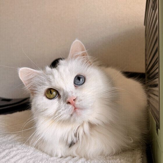 スコティッシュフォールドのまるちゃん