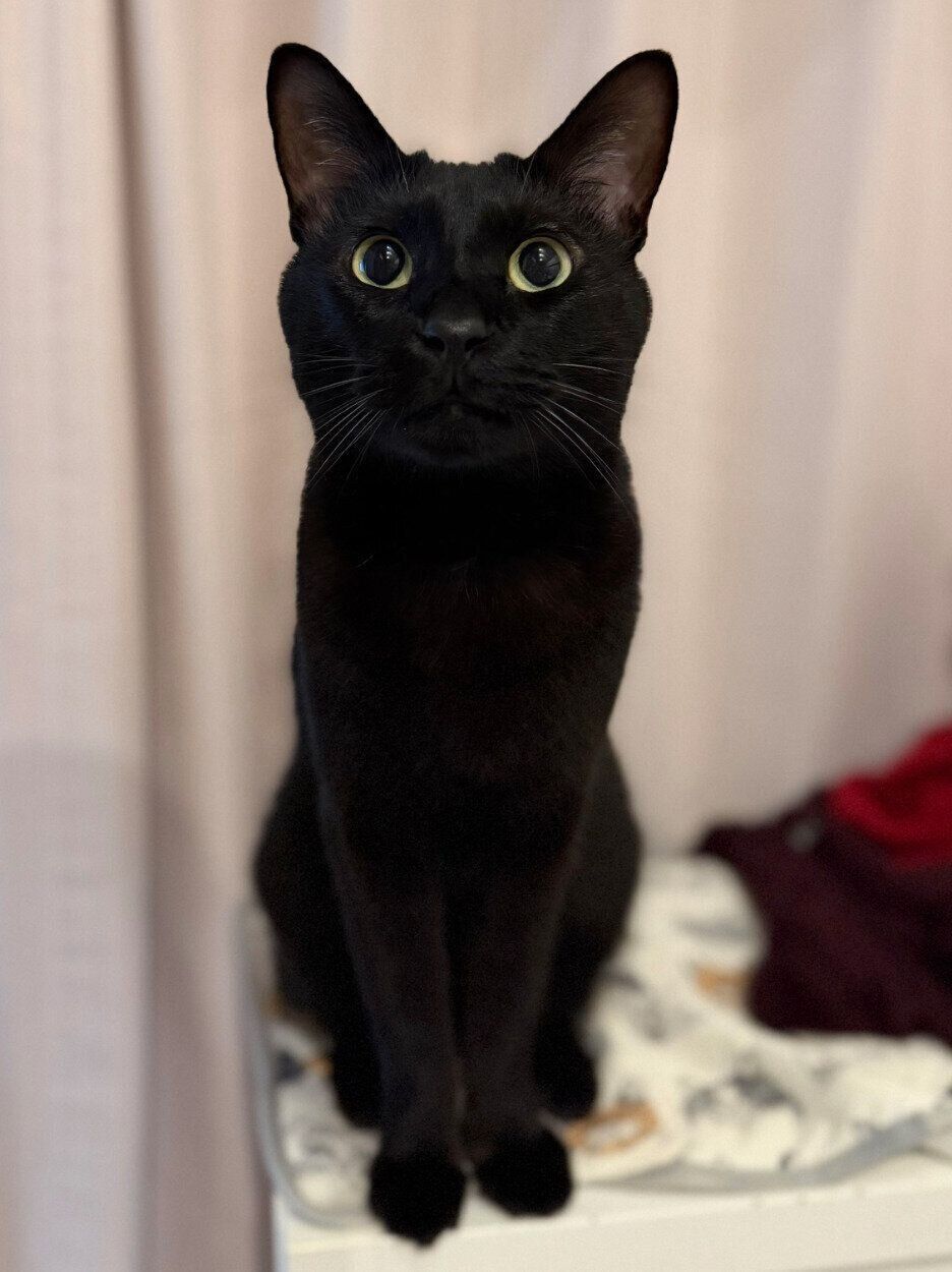 見つめるトニーくん