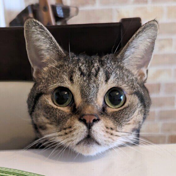 杜阿（とあ）くん（マンチカン）