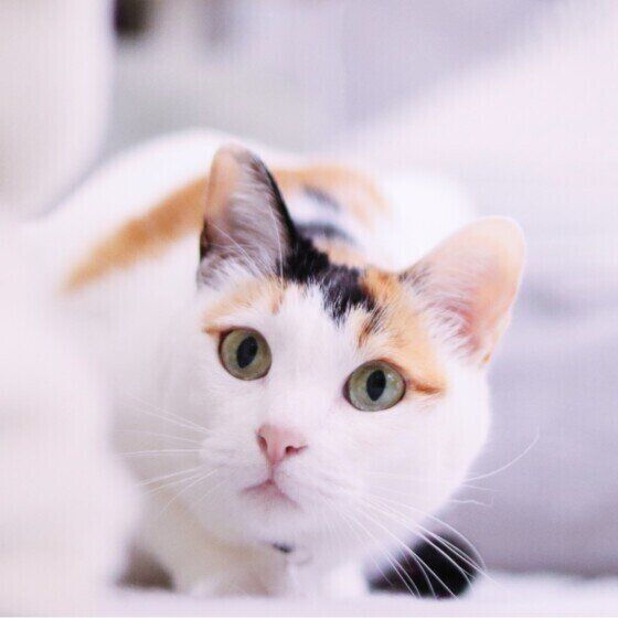 何かを狙う小梅ちゃん（MIX）