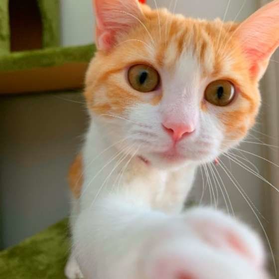 猫パンチしているマンチカンはなちゃん