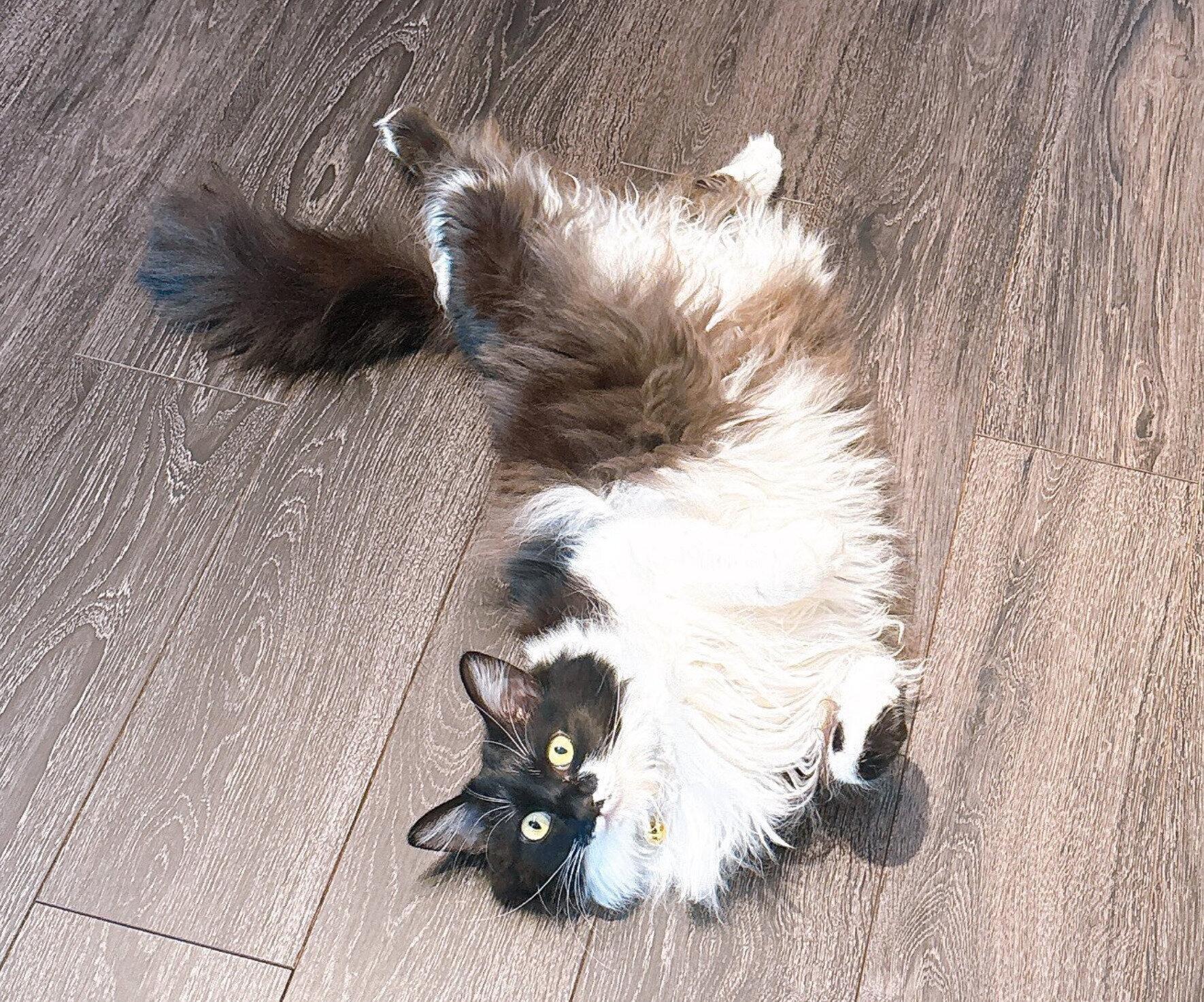 ヘソ天するブラウニーちゃん