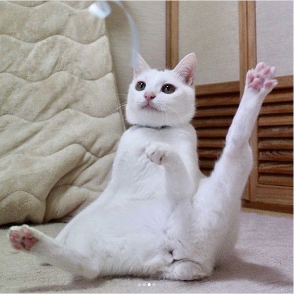 体幹がいいニャンコ