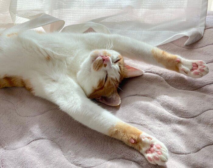 バンザイポーズをするごえもんくん