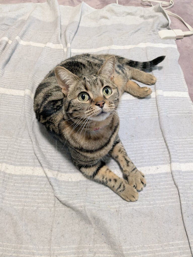 飼い主を見上げるアメリカンショートヘア