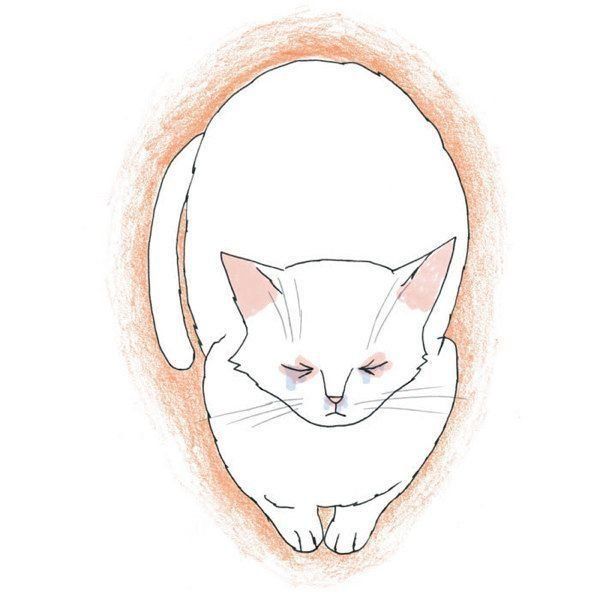 冬に注意したい病気「猫カゼ」とは