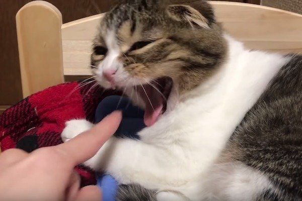 指ズボされるスコティッシュフォールド