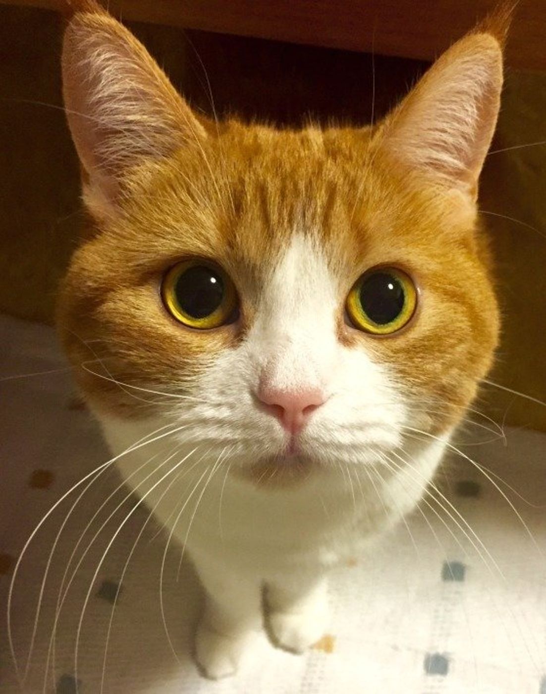 獣医師が解説 猫が臭いおならをするのはなぜ 原因と対処法とは ねこのきもちweb Magazine 獣医師が解説 猫が臭いおならをするのはなぜ 原因と対処法とは ねこのきもちweb Magazine