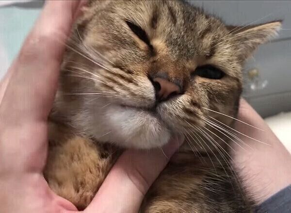 かまってほしかったみにらくん