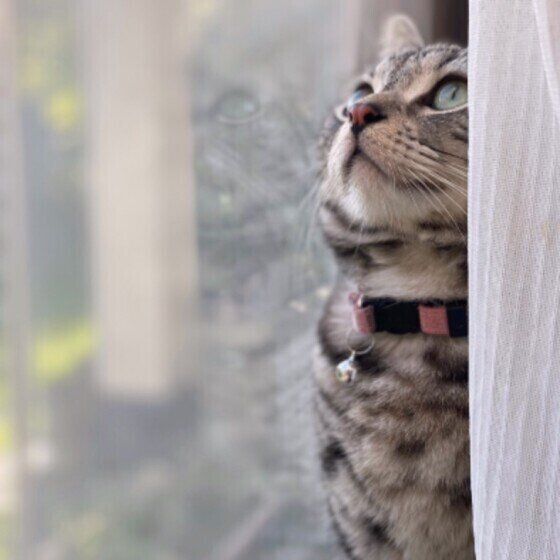 窓の外を見る猫