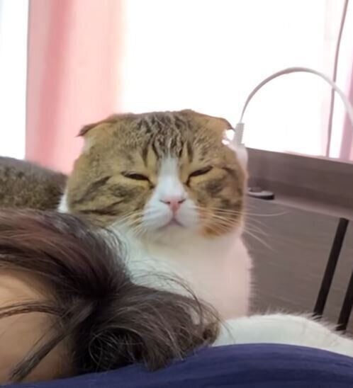 眠そうなスコティッシュフォールド