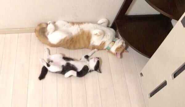 仲良くヘソ天するむぎくんとむーくん