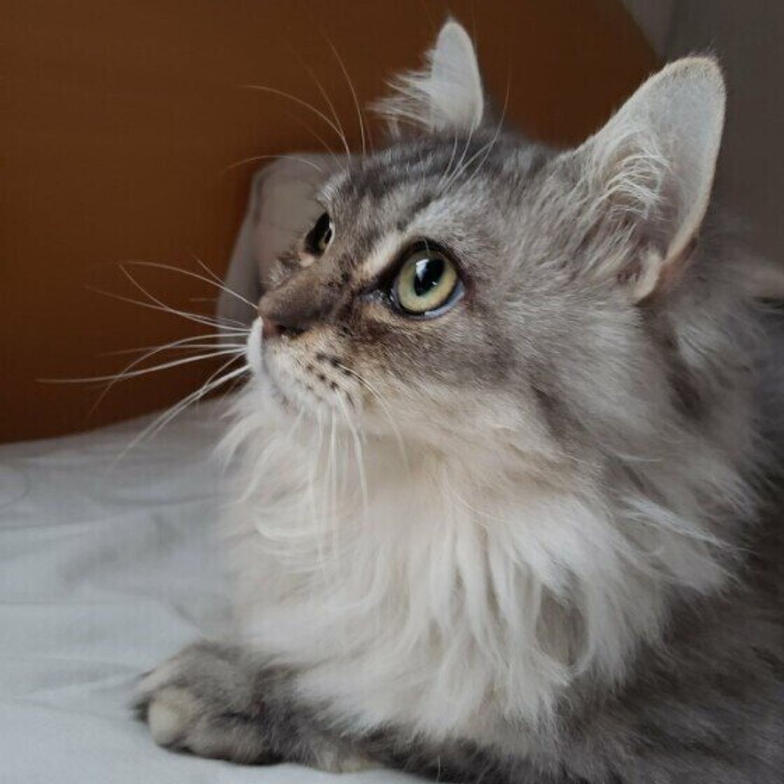 猫の耳の 角度 でわかる猫の気持ち 小さな耳に複雑な心情が表現されていた ねこのきもちweb Magazine 猫の耳の 角度 でわかる猫の気持ち 小さな耳に複雑な心情が表現されていた ねこのきもちweb Magazine