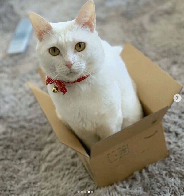 ダンボール箱の中に入るむぎちゃん