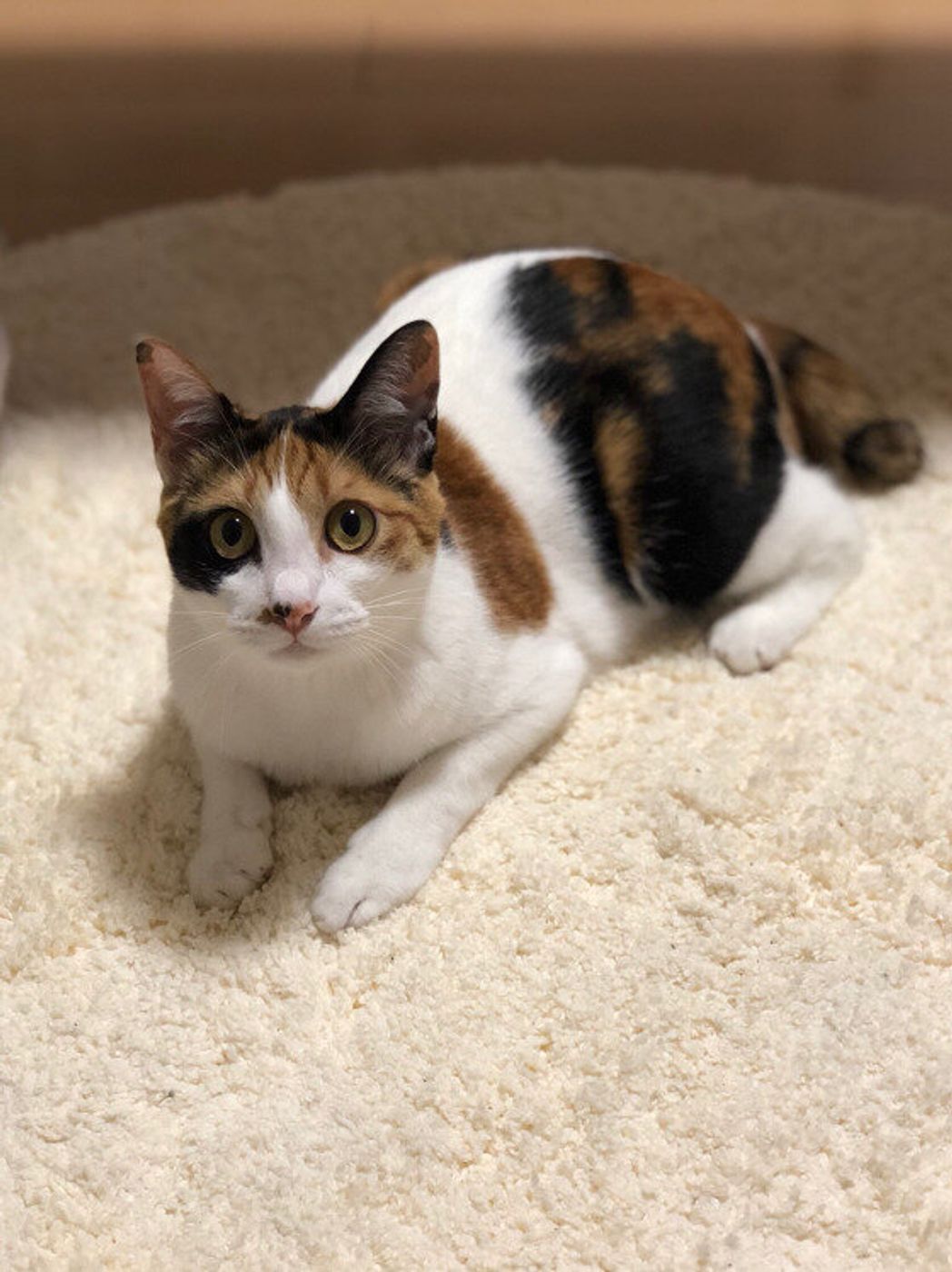 欧米では珍しい 三色の柄につつまれた ミケ猫の魅力 と 言い伝え ねこのきもちweb Magazine 欧米では珍しい 三色の柄につつまれた ミケ猫の魅力 と 言い伝え ねこのきもちweb Magazine