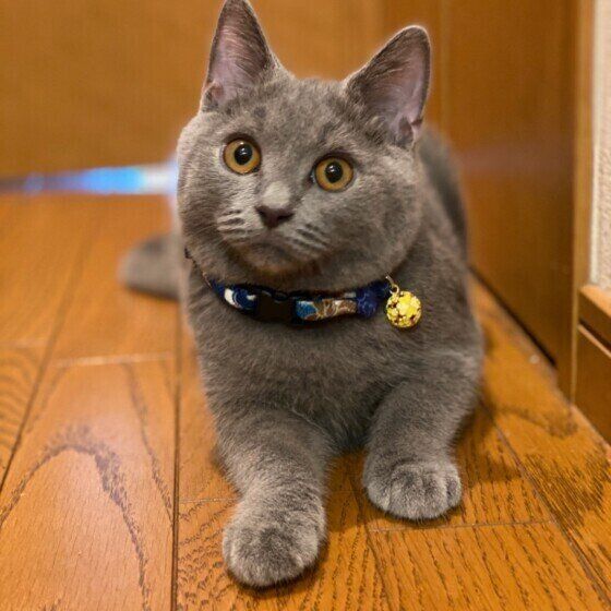 床に寝そべるシャルトリューのムッチーくん