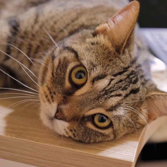 カメラ目線でかわいい猫