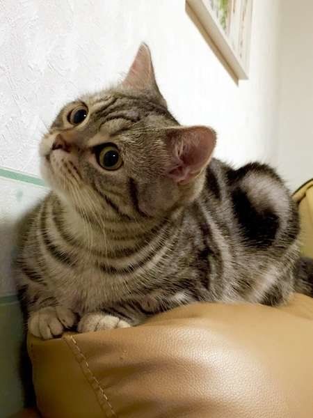 マメタロウくん  アメリカンショートヘア