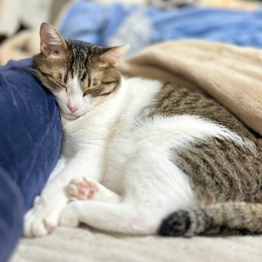 飼い主さんのベッドで眠るくろみつくん