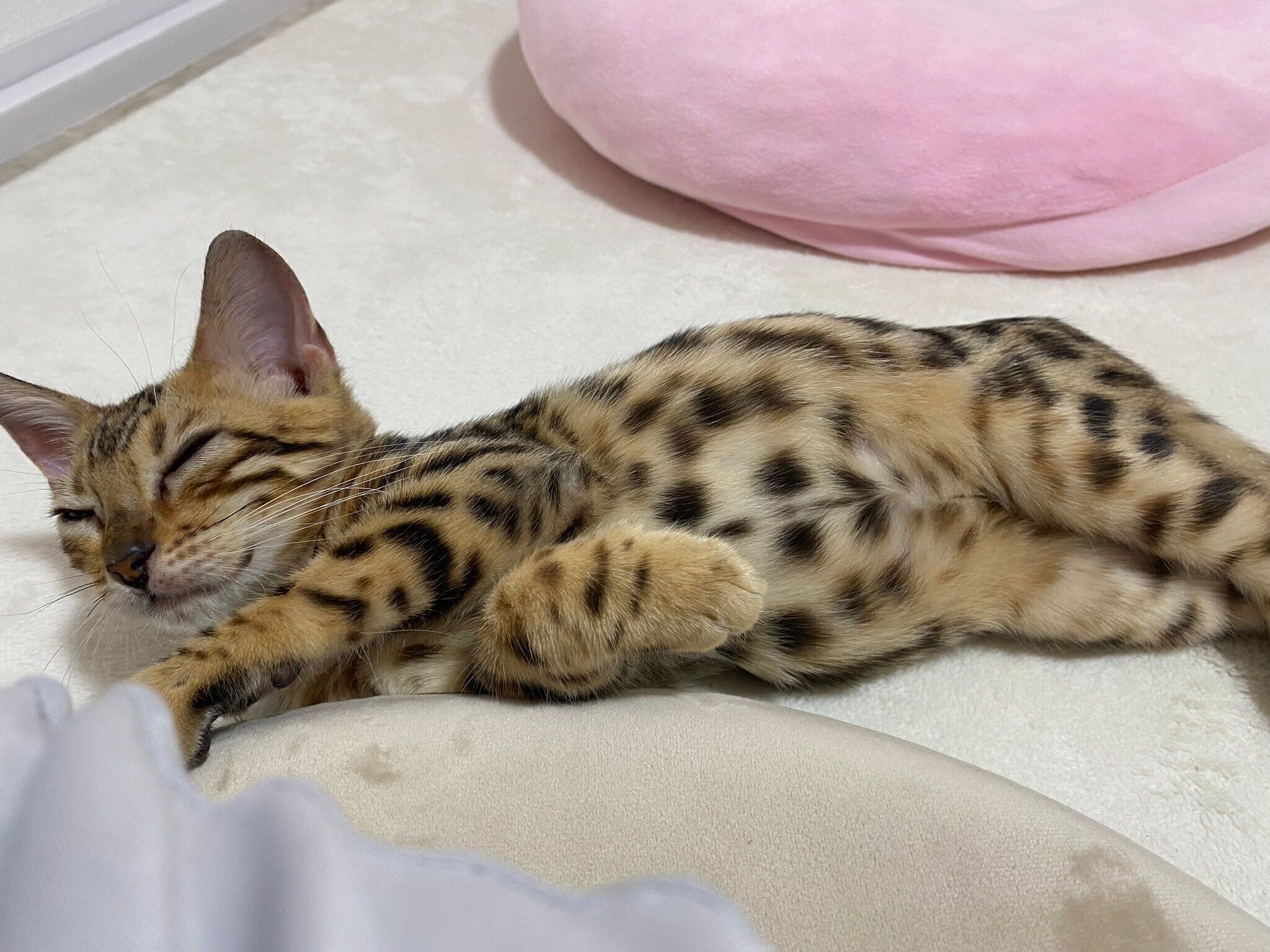 生後3カ月のころに撮影したリンちゃん