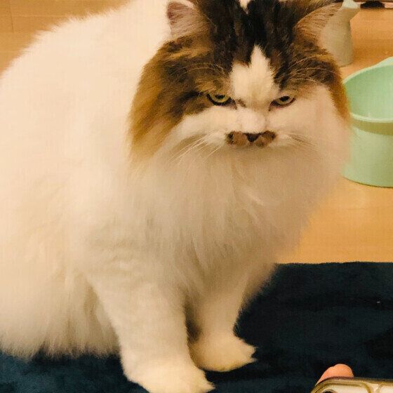 ラガマフィンのロアくん