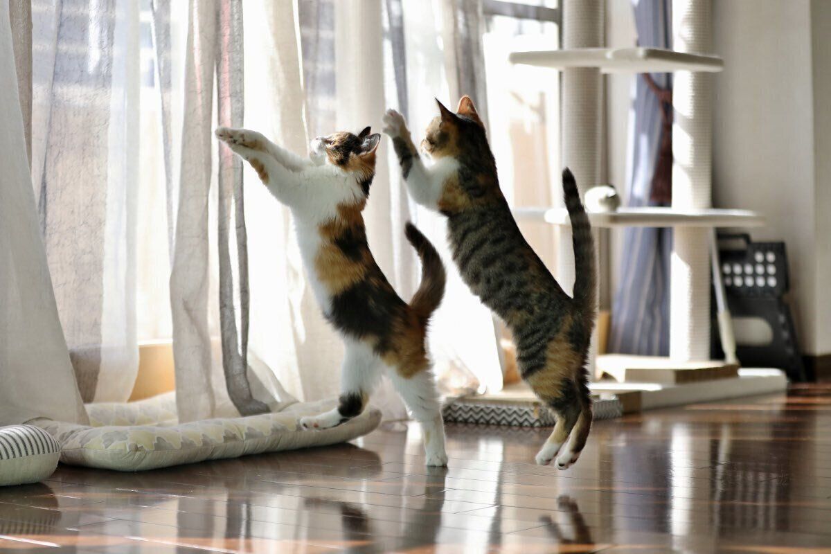 成長後の様子　かわいすぎる2匹のジャンプシーン