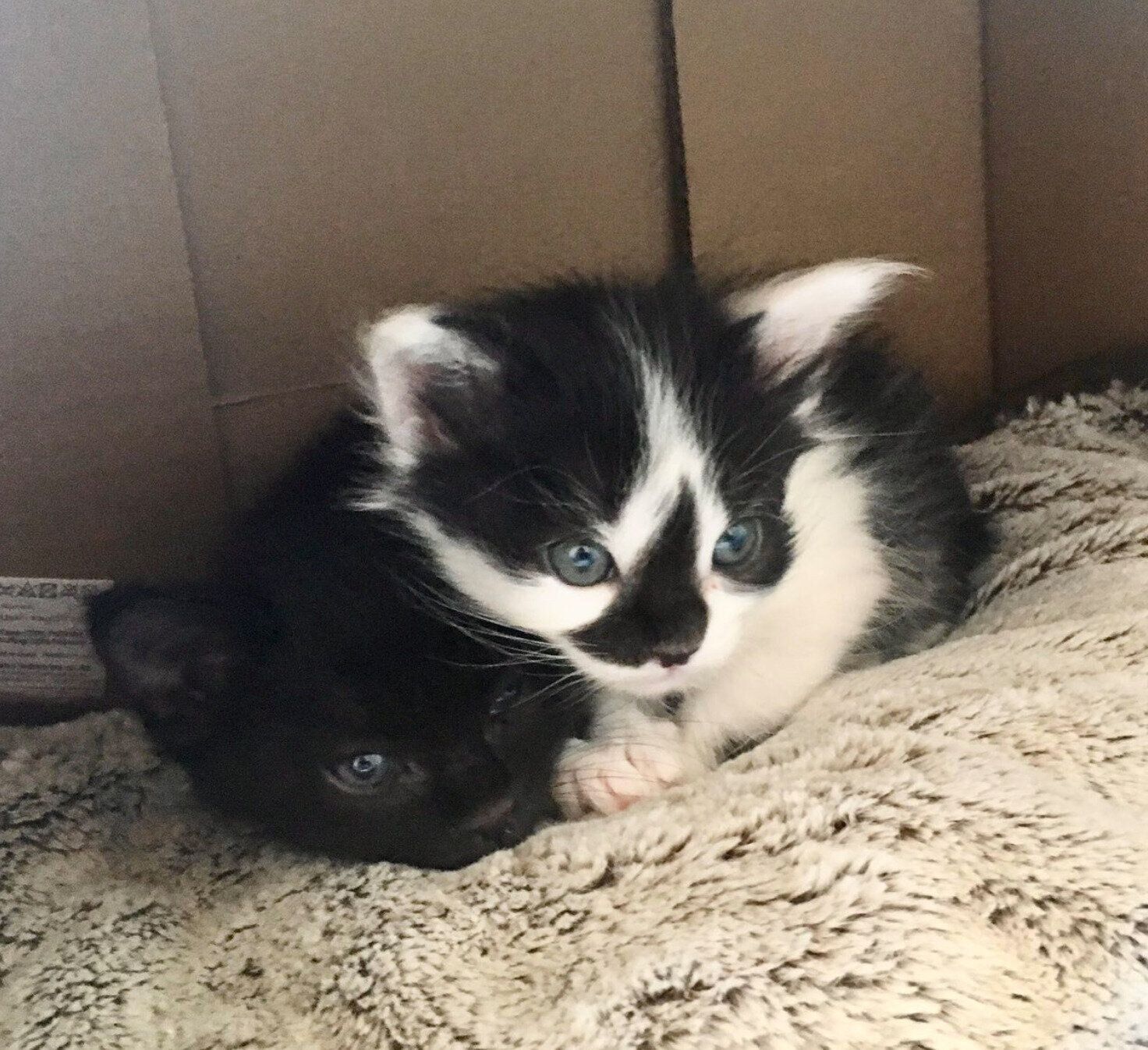 初対面したときのひとえちゃん、あわせちゃん