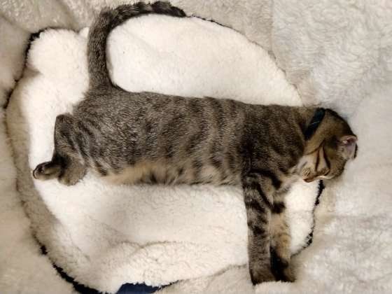 真っ直ぐな姿勢で眠るキジトラ