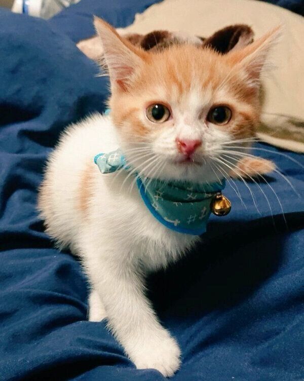 家に来たばかりの頃のおちゃまるさん