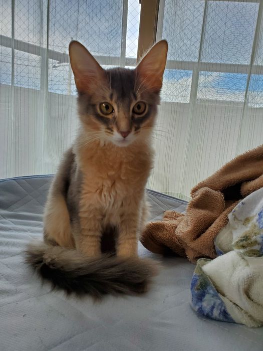 生後4カ月のソマリの子猫