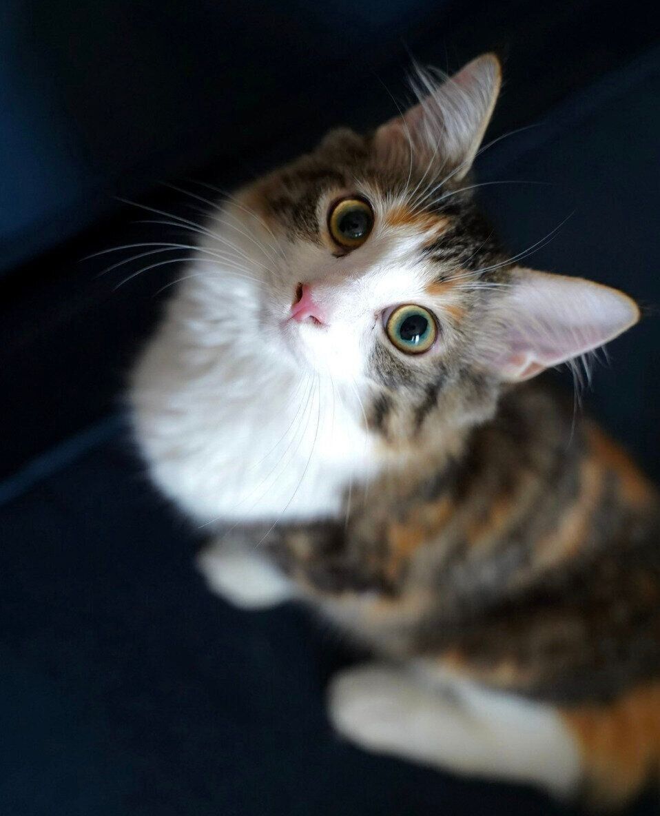 生後7カ月ごろのあんみつちゃん