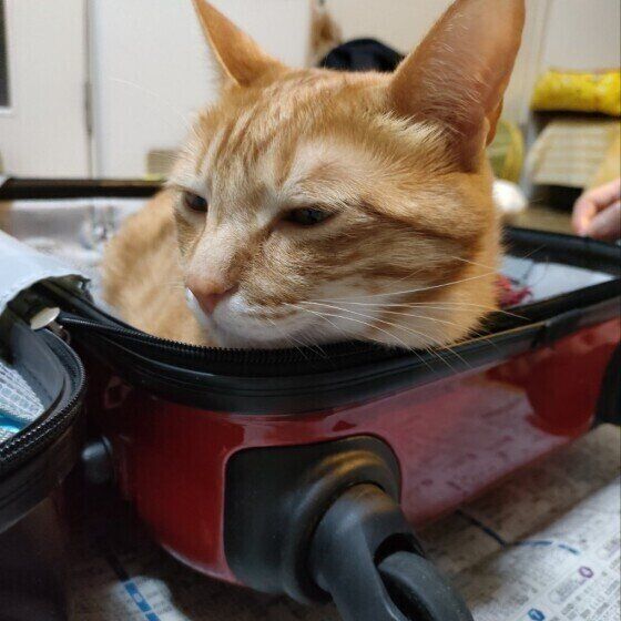 スーツケースに入る猫