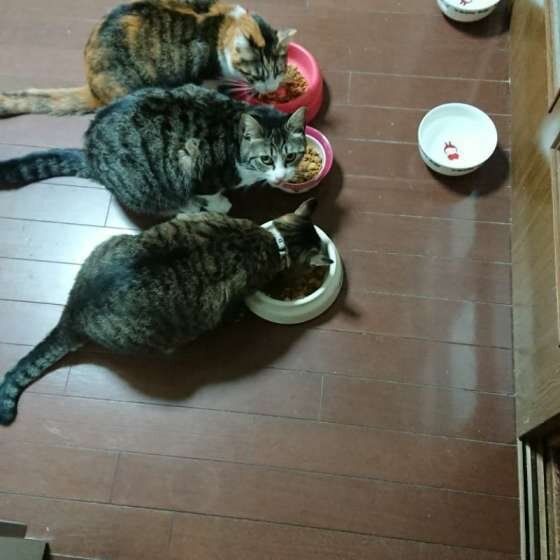 同居猫と食事中のミケのちくわちゃん