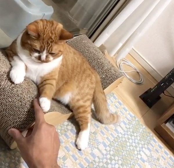 飼い主さんと遊ぶスコティッシュフォールド