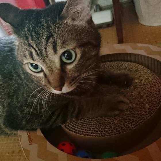 Mahaloくん・MIXキジトラ