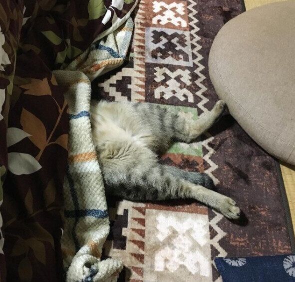 頭だけこたつに入ってくつろぐキジトラのこんぶくん