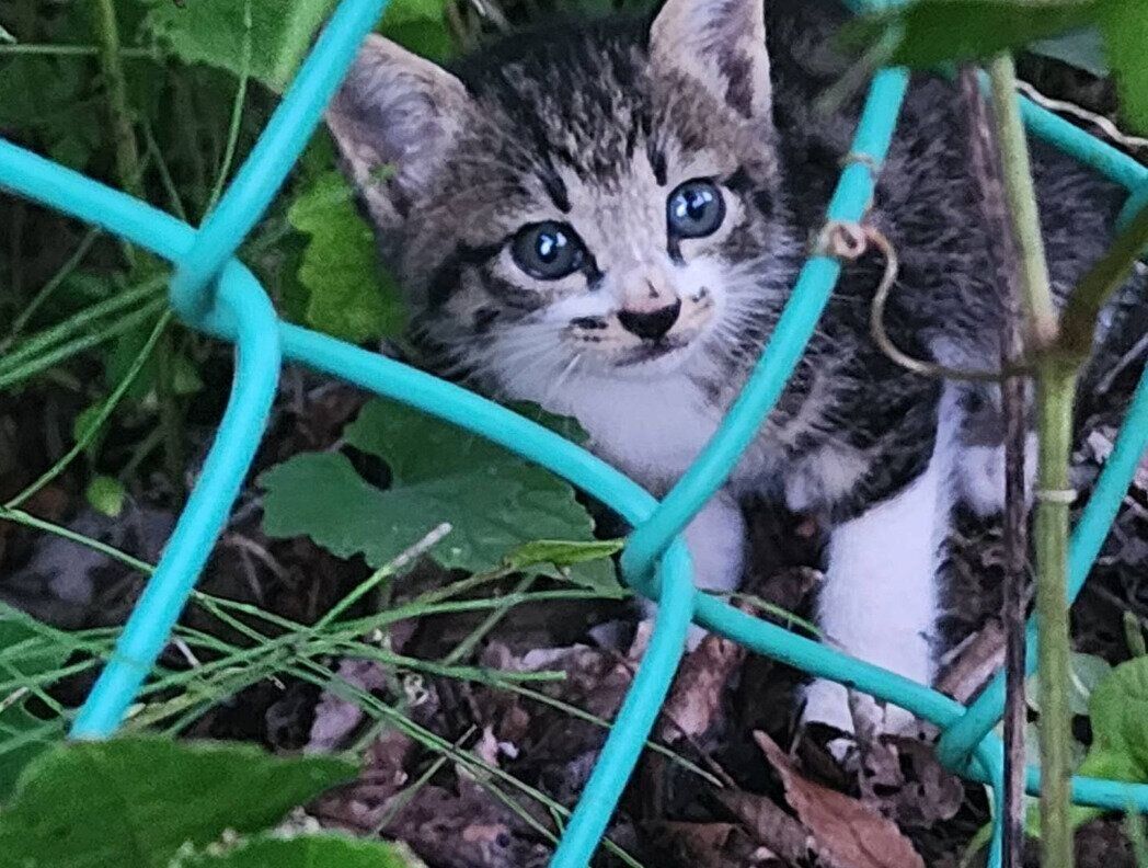 保護当時、推定生後1カ月の猫