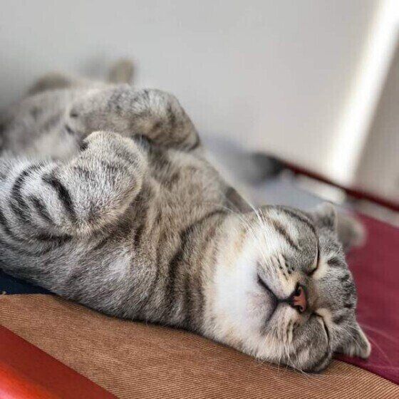 気持ちよさそうに眠るスコティッシュフォールド