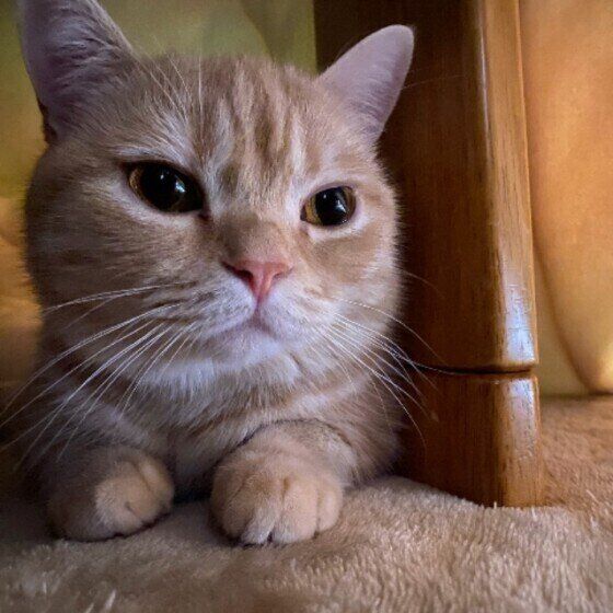 たたずむマンチカン（オス）