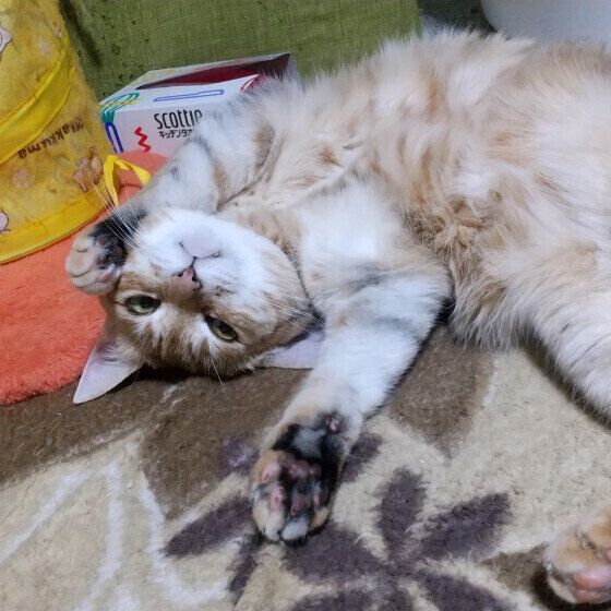 茶トラ猫のモモちゃん