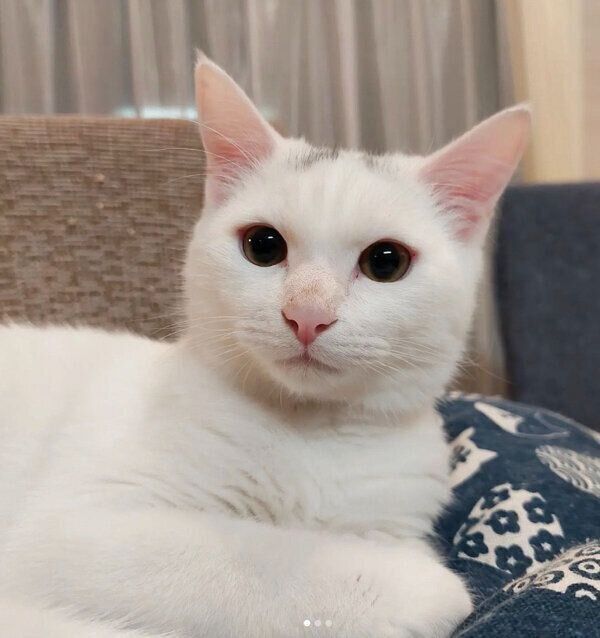 見つめるだいふくくん