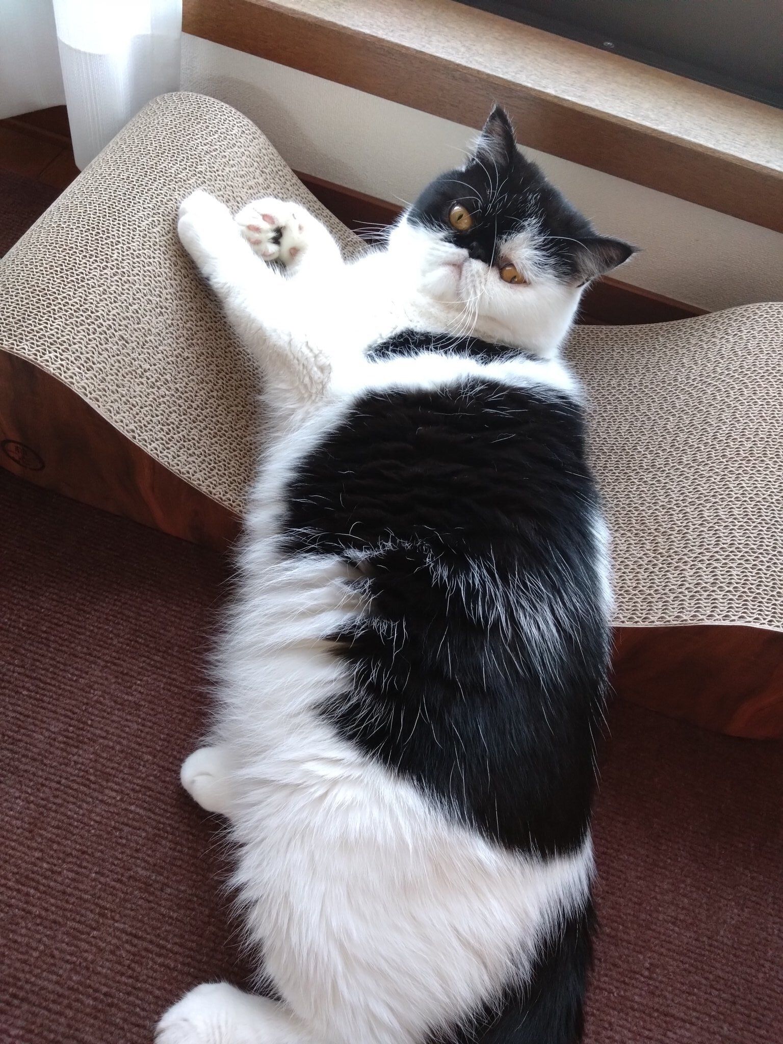 1才のエキゾチックショートヘア