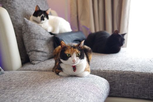 カバンをSPする猫たち