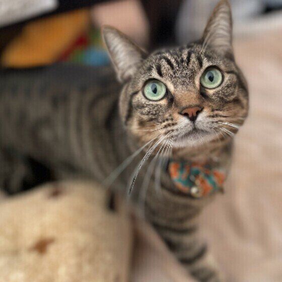 見上げるコムギちゃん（MIX）