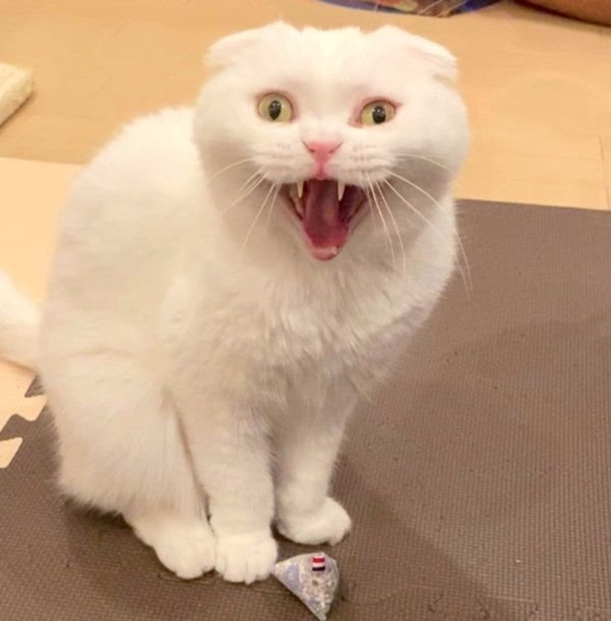 Twitterで 6頭身の猫 を発見 その証拠画像がおもしろすぎる ねこのきもちweb Magazine Twitterで 6頭身の猫 を発見 その証拠画像がおもしろすぎる ねこのきもちweb Magazine