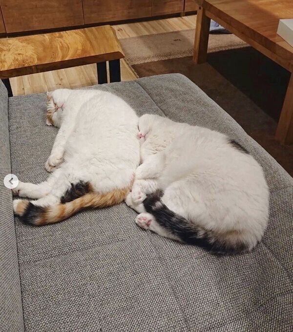 仲良く眠るライくん、いとさん