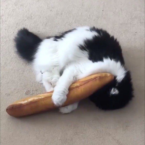 ケリケリが苦手な猫