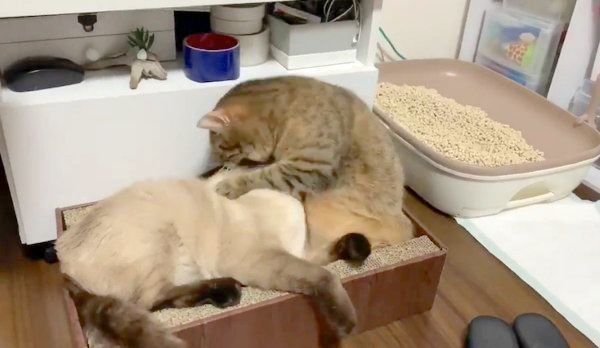 激しい喧嘩をするつぼ実ちゃんとはなちゃん