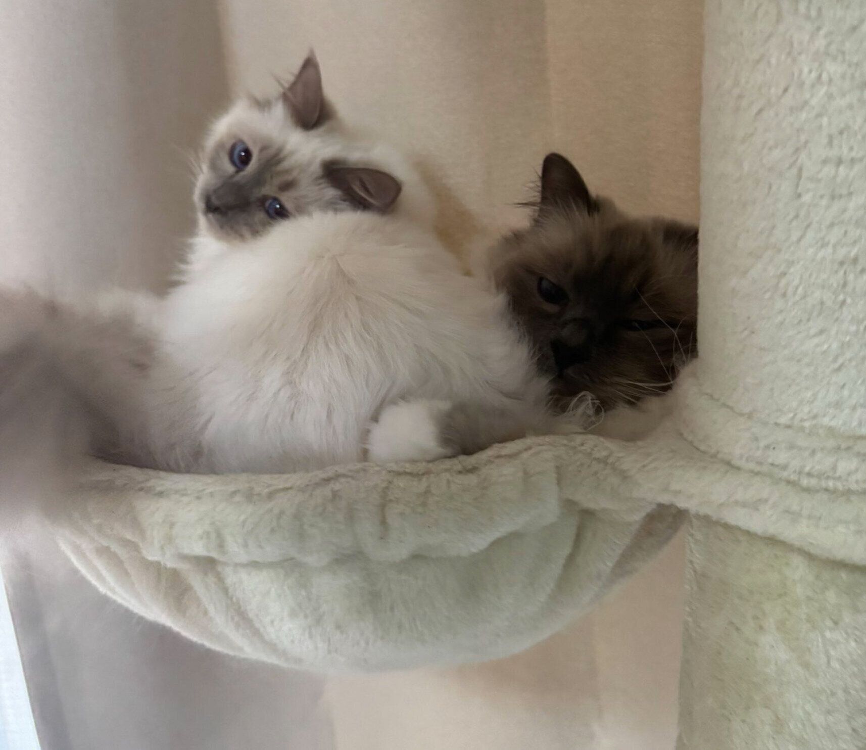 ぎゅうぎゅうな2匹